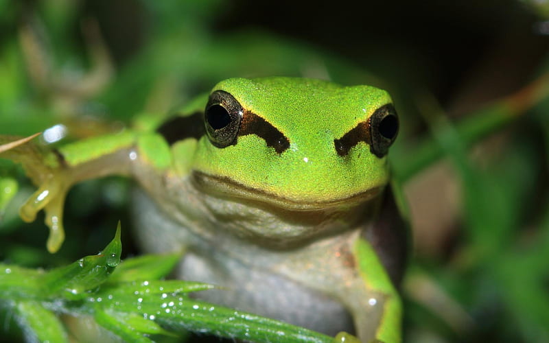 Amphibian Green Frog-Animal, HD wallpaper