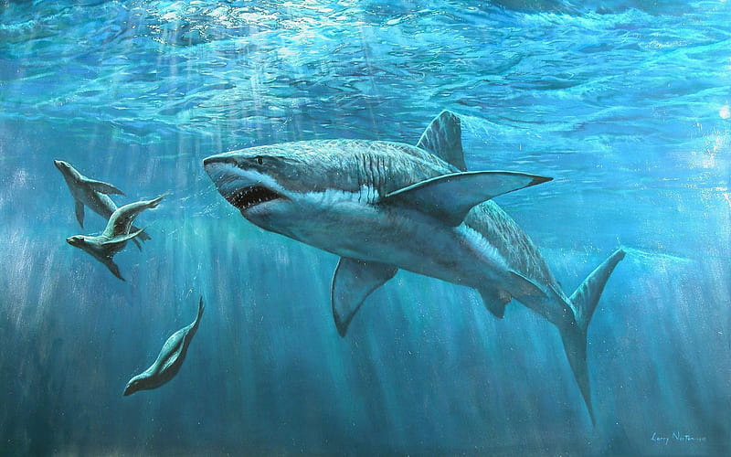 underwater world, seals, white shark, sharks, HD wallpaper