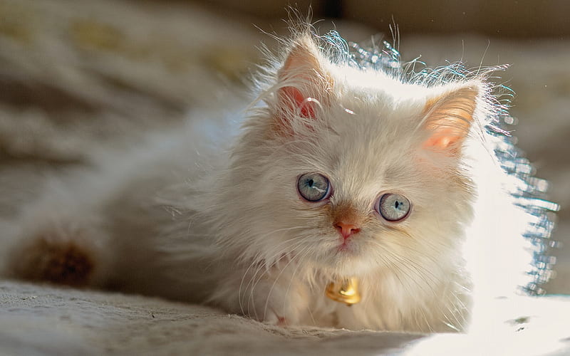 Persian cat, kitten, domestic cats, pets, fluffy kitten, cats, white Persian Cat, HD wallpaper