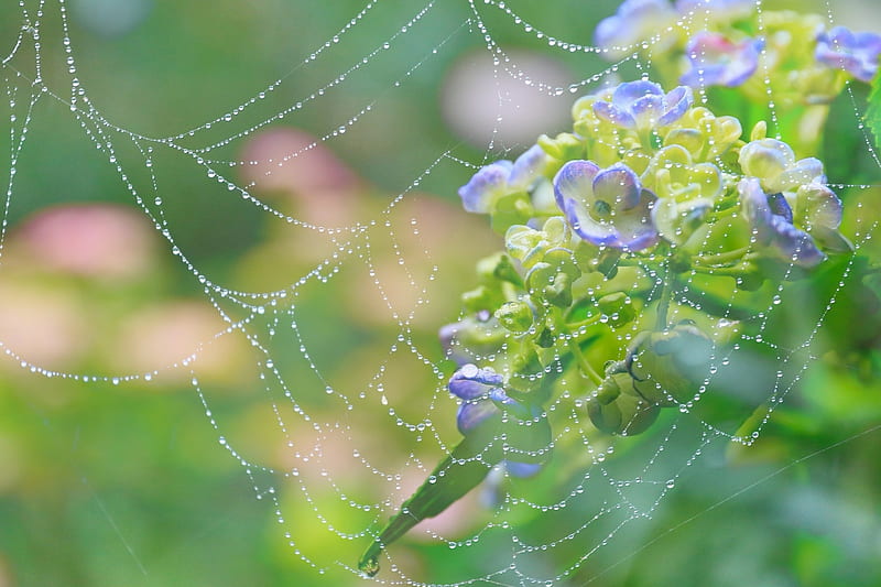 Delicate nature, green, web, water drops, flower, dew, spider, pink, HD wallpaper