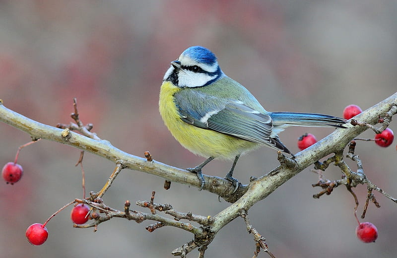 Blue Tit, pititgoi, bird, berry, yellow, pasari, HD wallpaper