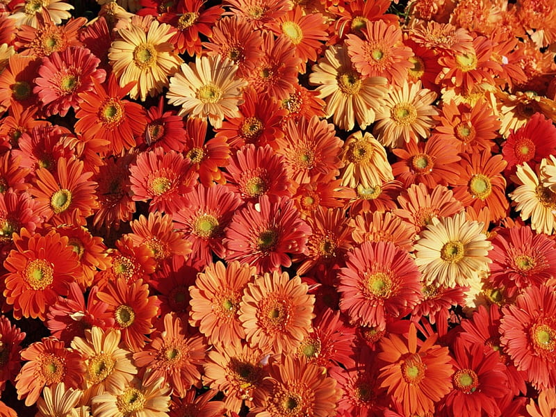 Chrysanthemums, autumn, orange, chrysanthemum, flower, yellow, skin, HD wallpaper