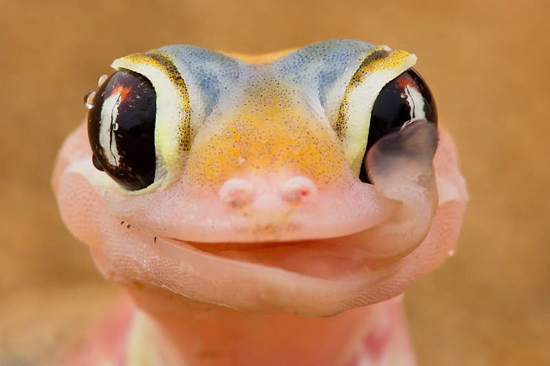 gecko, frogs rose, animal, cute, web, beauty, 2011, eyes, pink, blue, HD wallpaper