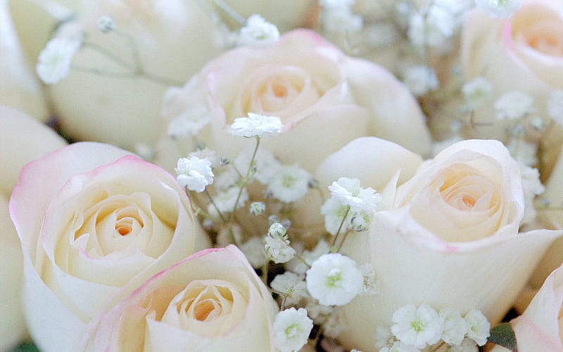 White Roses with Baby Breathes, babysbreath, bunch, flowers, nature, roses, white, buds, HD wallpaper