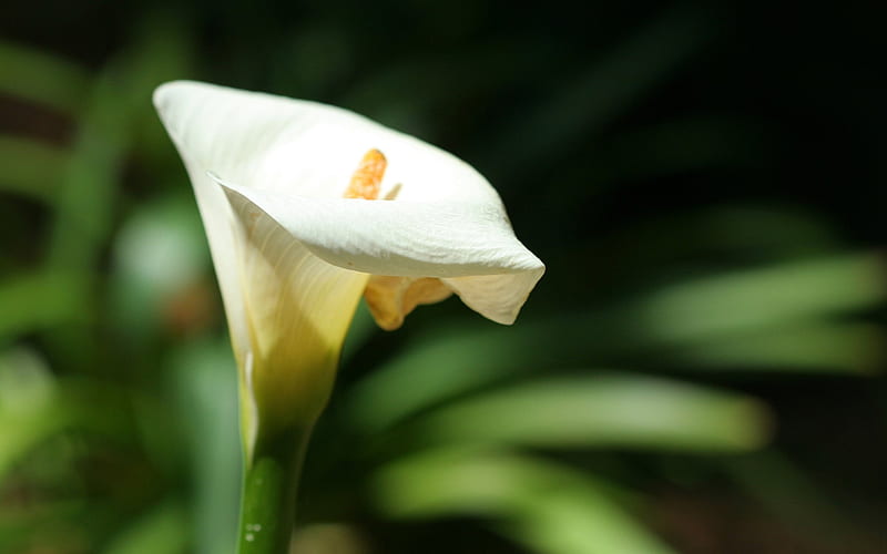 Fading Beauty, pretty, fading, floral, graphy, ivory, calla lily, flowers, lily, beauty, nature, HD wallpaper