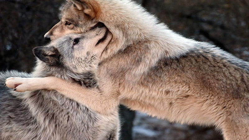 Bro Hugs, wolf, wolves, gray wolves, hugs, sweet, HD wallpaper