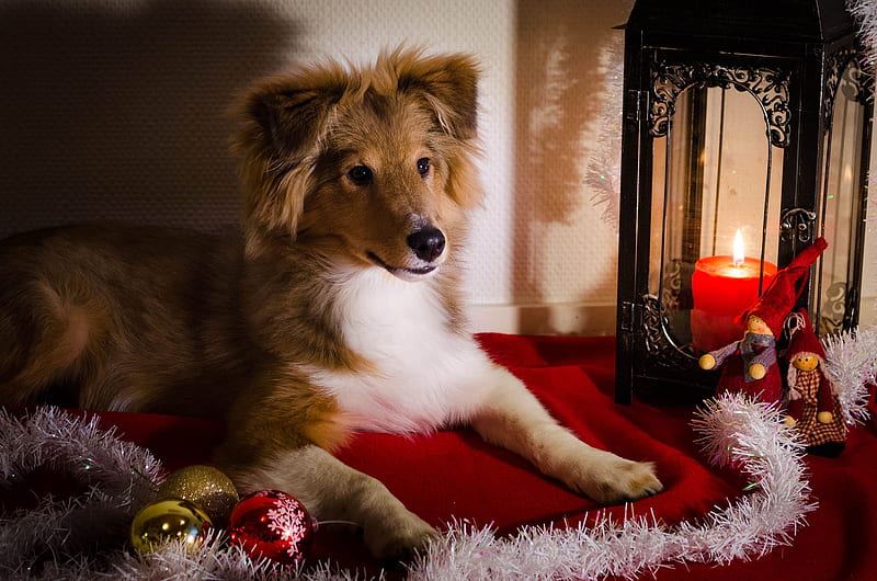 Dogs, Shetland Sheepdog, Christmas Ornaments, Dog, Pet, HD wallpaper