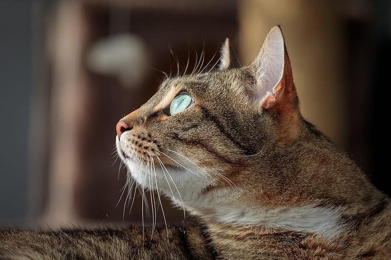 cat, looking away, muzzle, profile view, close-up, Animal, HD wallpaper