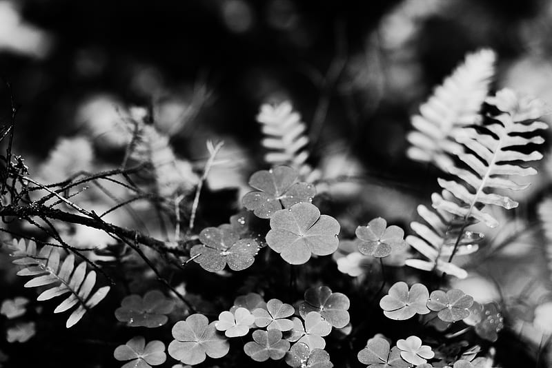clover, fern, leaves, macro, black and white, HD wallpaper