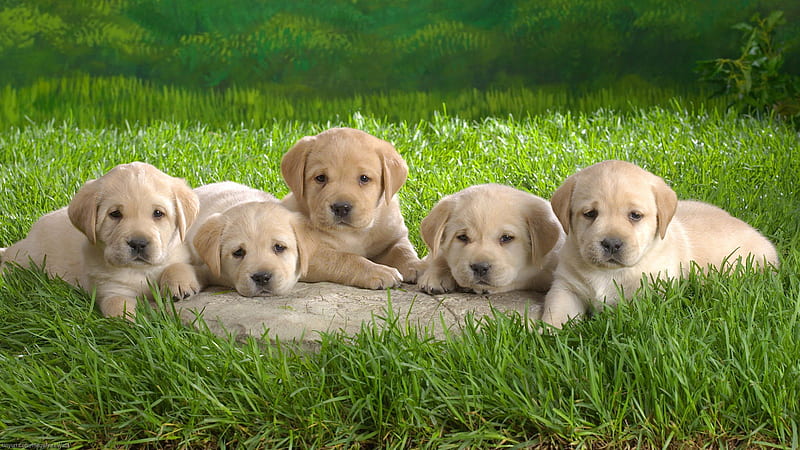 Cute Four Puppies Are Lying Down On A Greenfield In A Blur Background Animals, HD wallpaper