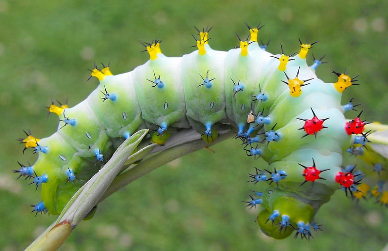 Multicolor Caterpillar, caterpillar, cool, multicolor, HD wallpaper ...