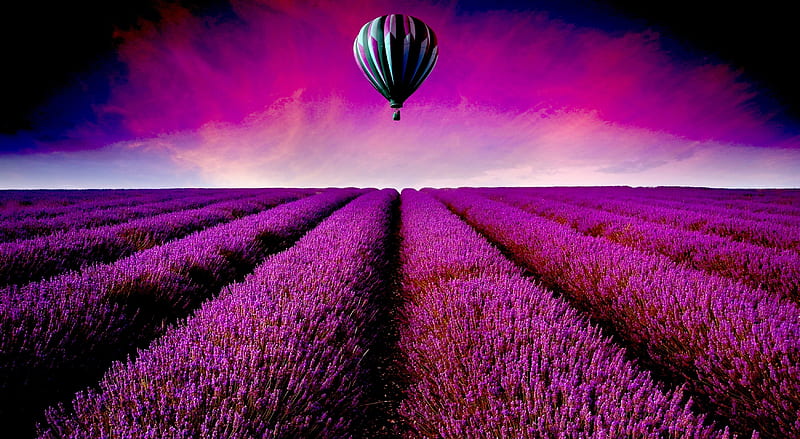 HOT AIR BALLOON over LAVENDER FIELD, Balloon, Horizon, Lavender, Fields, Flowers, Nature, HD wallpaper