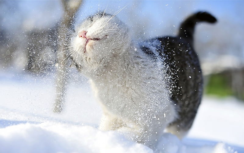 Kitty cat in snow-Cute little kitty cat living, HD wallpaper