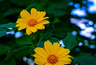 Mexican Sunflower: Một loại hoa đầy màu sắc và trang trí lý tưởng cho bất kỳ không gian nào. Mexican sunflower tỏa sáng với những bông hoa rực rỡ và là sự lựa chọn hoàn hảo cho ai thích màu sắc trong thiết kế không gian.