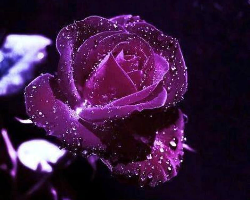 Purple Velvet Rose, dewdrops, water, purple, rose, velvet, flower, bonito, HD wallpaper