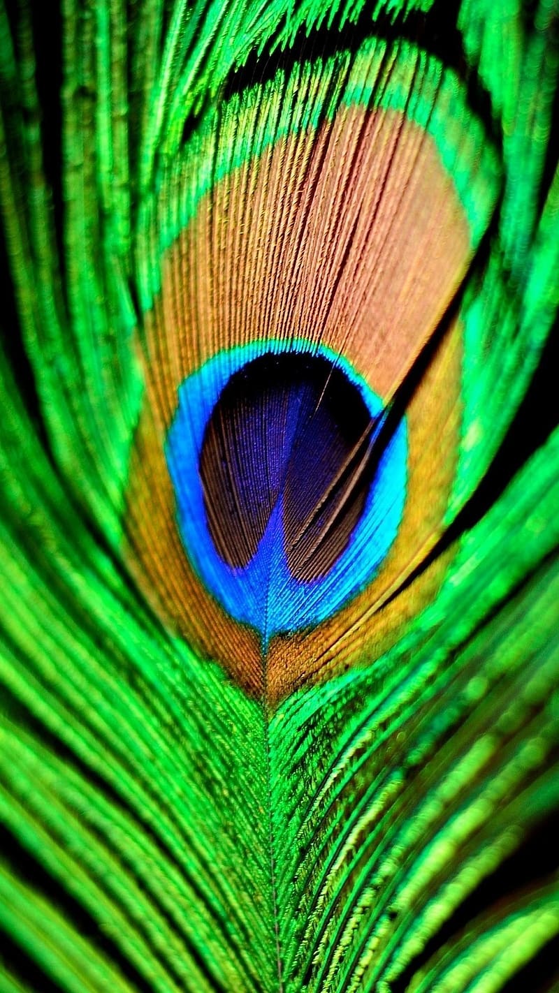 Peacock Feather Live, Green And Blue, national bird, HD phone wallpaper
