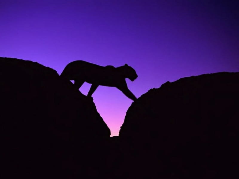 Big Cat In Silhouette, big cat, dark sky, crevice, animal, HD wallpaper