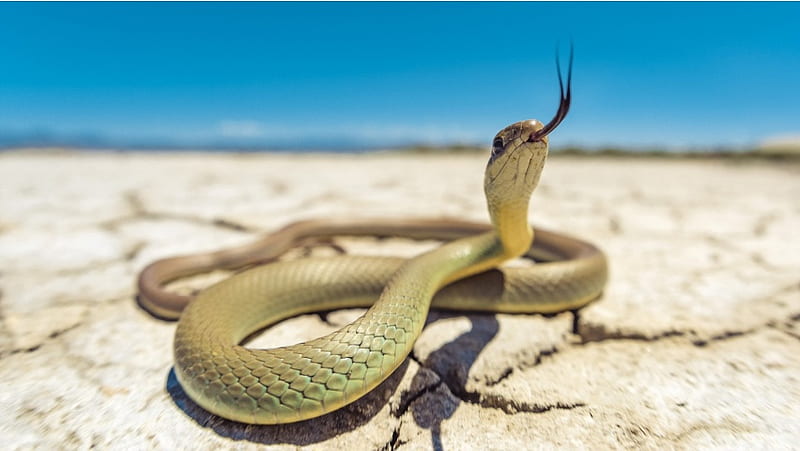 Cobras Pythons, HD wallpaper