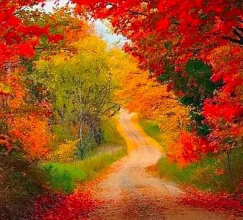 Red Yellow Path, red, autumn, path, yellow, nature, trees, HD wallpaper ...