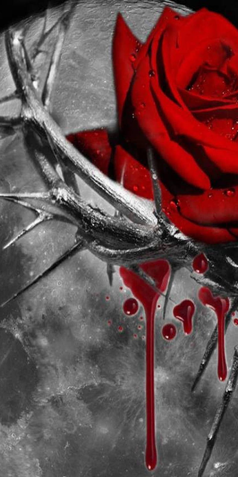 HD bleeding roses wallpapers | Peakpx