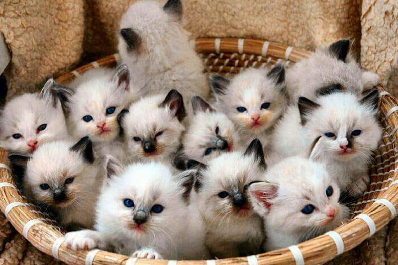 HD sweet baby kittens wallpapers | Peakpx