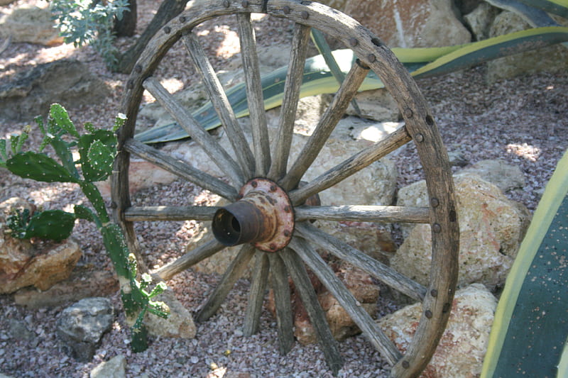 A shiny day at Edmonton garden 20, rocks, wagon wheel, graphy, stones, green, yellow, Flowers, cactus, HD wallpaper