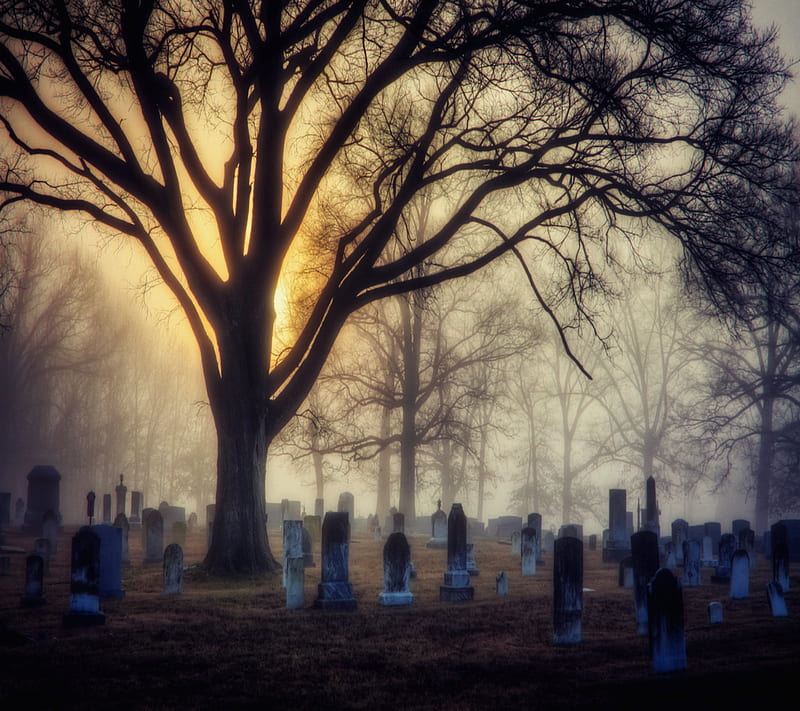 lighted graves, cemetery, fog, grave, light, mist, morning, sun, sunrise, tree, HD wallpaper