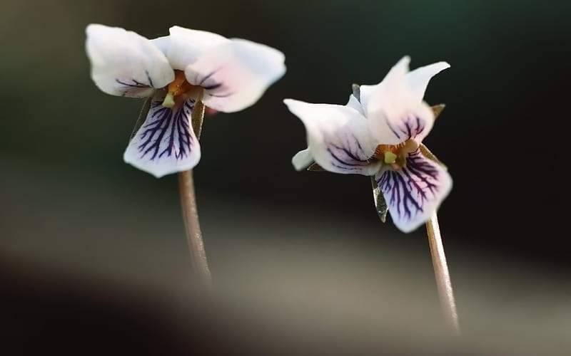 two iris flowers, HD wallpaper