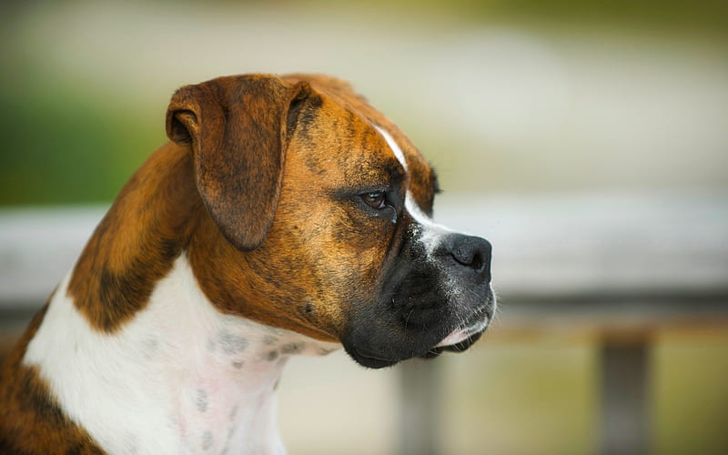 Boxer Dog, dogs, close-up, muzzle, pets, cute animals, Boxer, HD wallpaper