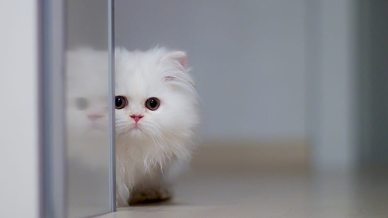 Fluffy Cat, cat, cute, kitten, animals, HD wallpaper
