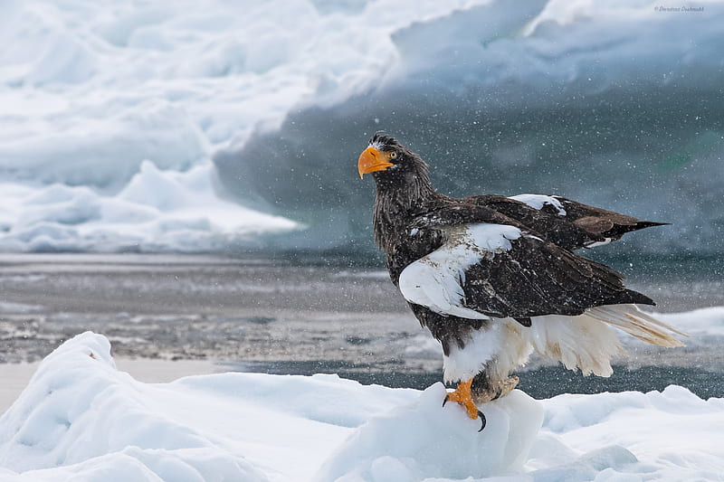 Steller's sea eagle, Birds, Eagles, Snow - Rare Gallery, Eagle Winter, HD wallpaper