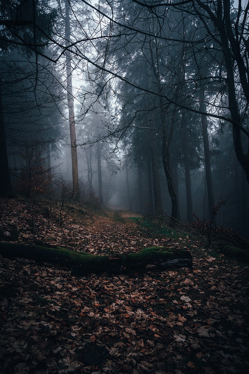 forest, fog, path, autumn, nature, HD phone wallpaper