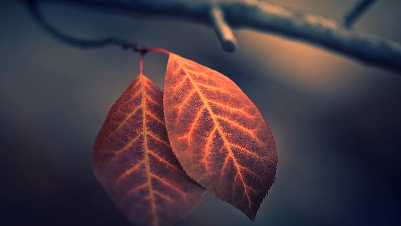 brown leaf on brown stem, fall, nature, macro, depth of field, leaves, graphy, branch, plants, HD wallpaper