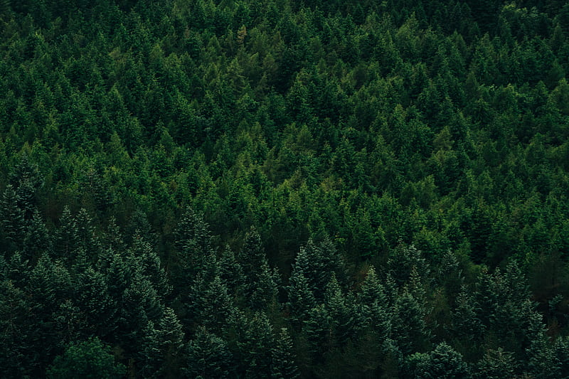 forest, aerial view, trees, conifer, HD wallpaper