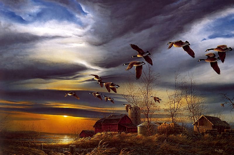 Animal, Goose, Flying, Canada Goose, HD wallpaper