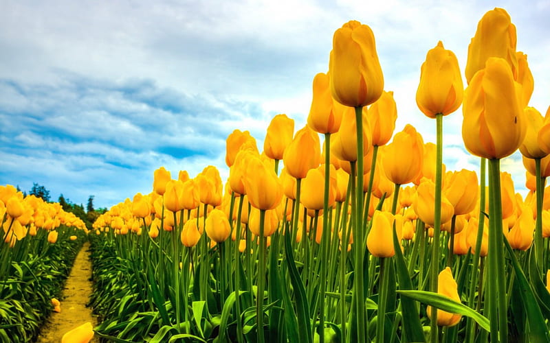 Yellow Tulips, graphy, yellow, fields, tulips, abstract, HD wallpaper |  Peakpx