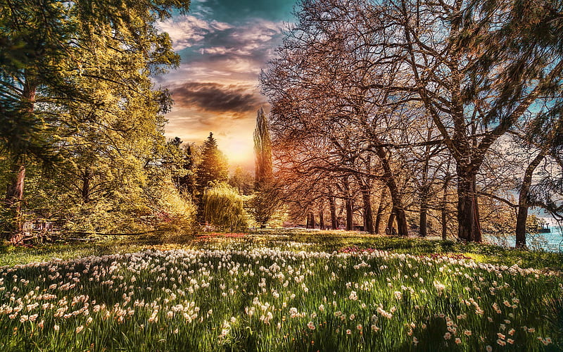 Lake Constance, Bodensee, spring, daffodils field, park, Germany, Europe, HD wallpaper