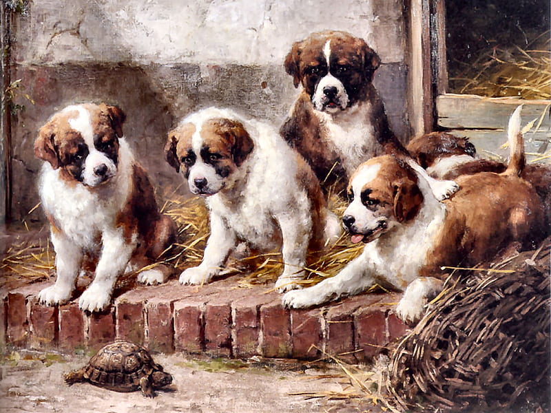 Facinating Encounter - Dogs, art, bonito, St Bernards, turtle, pets, illustration, artwork, canine, animal, puppies, painting, wide screen, dogs, HD wallpaper