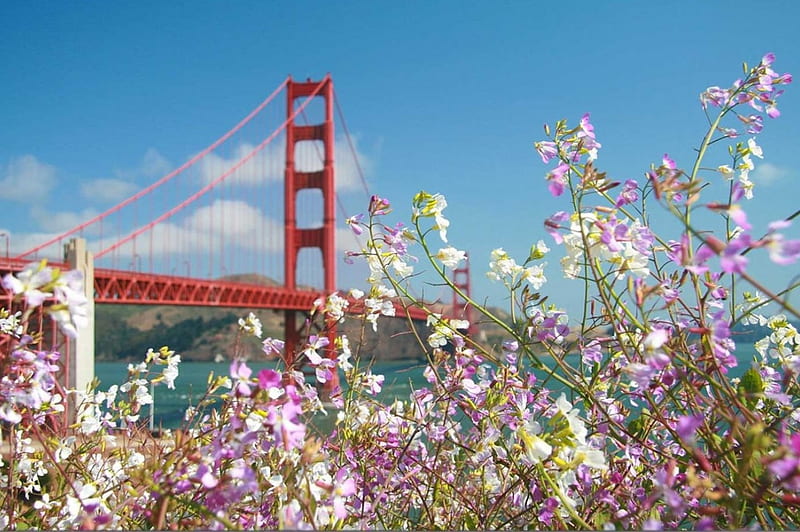 Golden Gate Flowers, california, usa, bridge, San Francisco, blooming, HD wallpaper