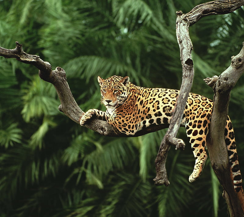 Tree Cat, cat, forest, jaguar, jungle, palm, tree, HD wallpaper