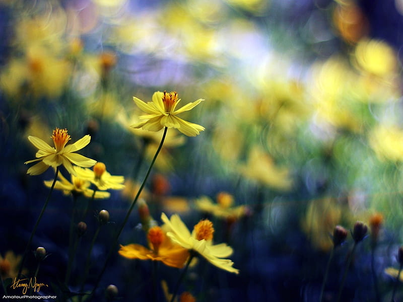 Yellow, zoom, macro, flower, blur, nature, HD wallpaper | Peakpx