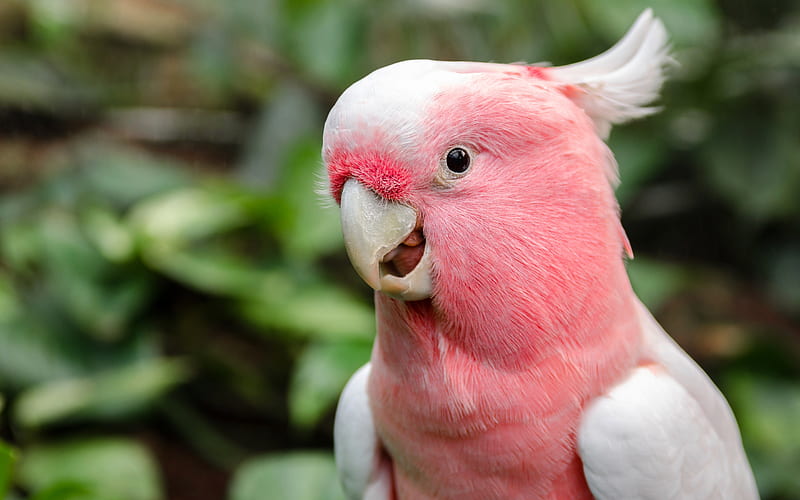Galah, pink parrot, pink cockatoo, rainforest, beautiful pink bird, parrots, HD wallpaper