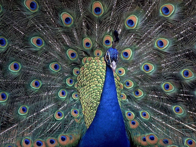 Peacock, Colors, Bird, Animal, Plumage, Feathers, HD wallpaper