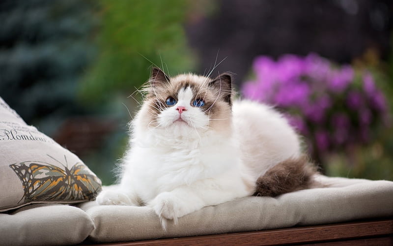 Kitten, cute, ragdoll, white, cat, pisica, HD wallpaper