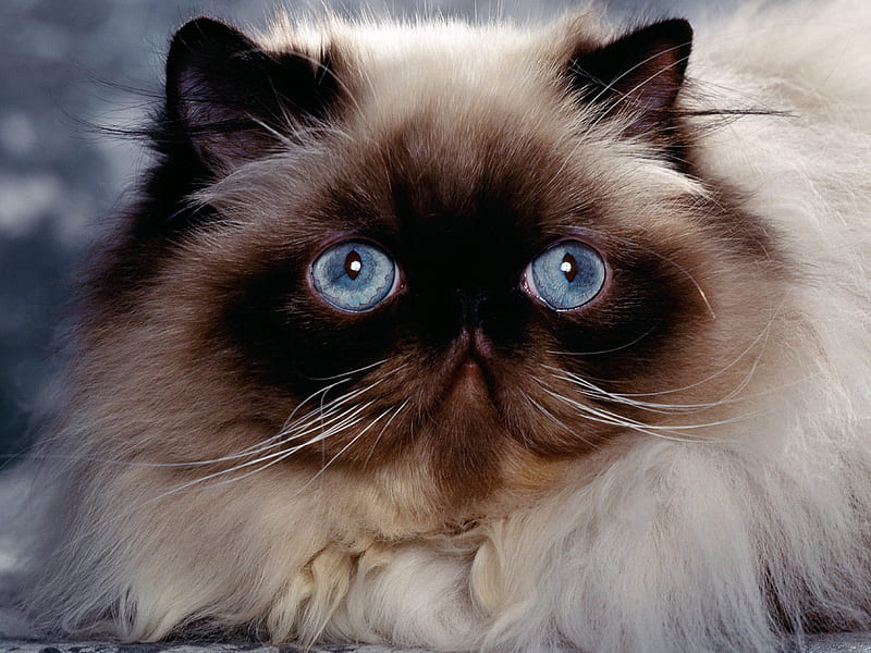 Himalayan Persian Cat, cute, eyes, blue, HD wallpaper