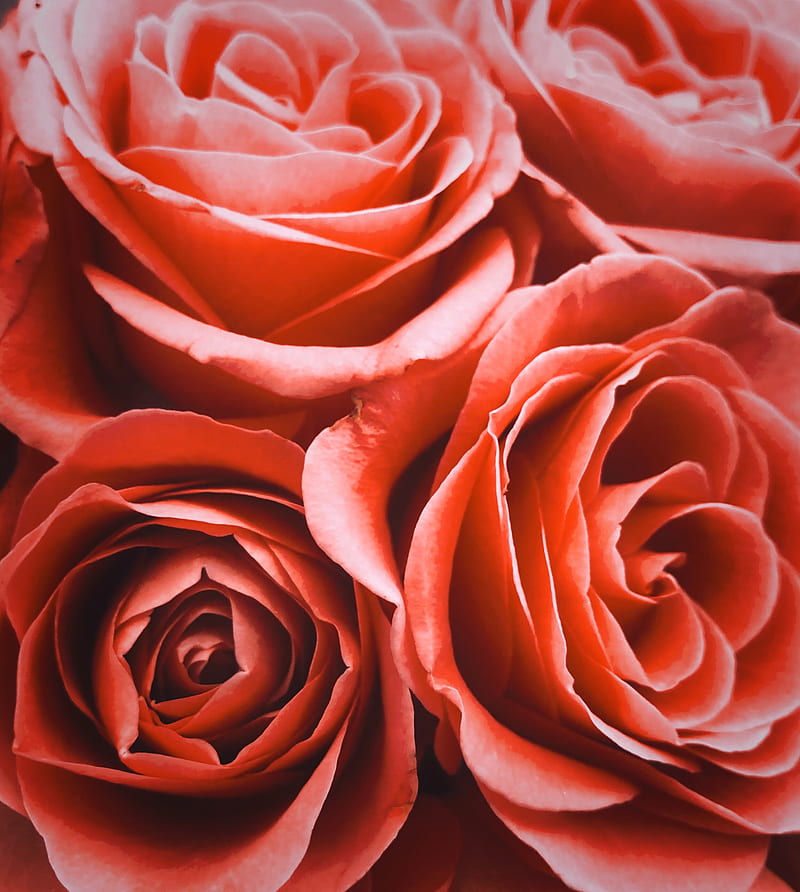 Close-Up Shot Of Roses, HD phone wallpaper
