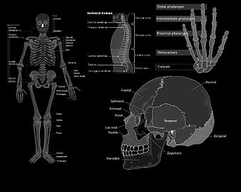 Human Anatomy Wallpaper Desktop