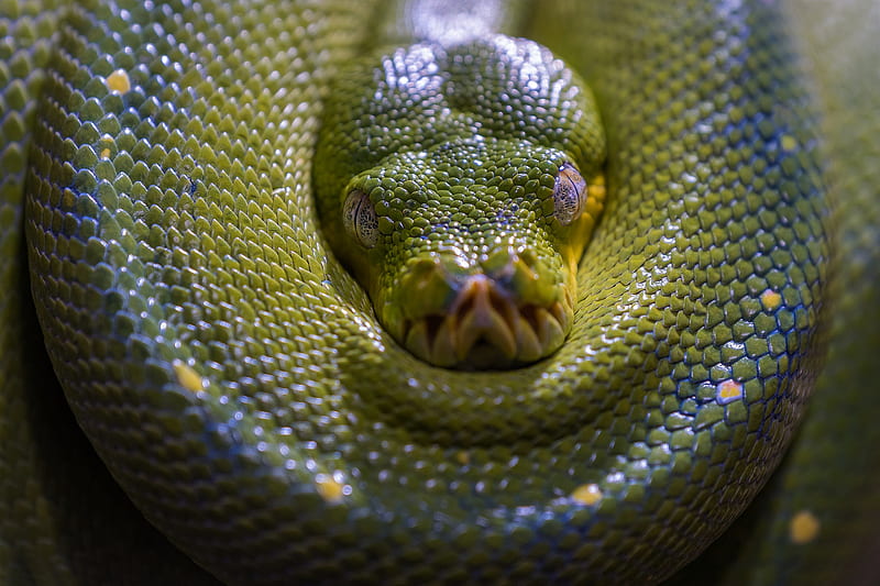 Reptiles, Python, Reptile, Snake, HD wallpaper