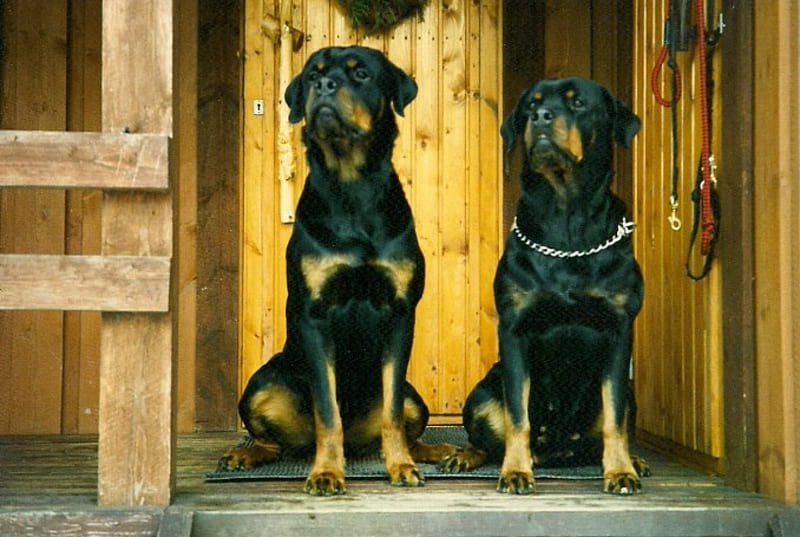⋟ On Patrol ⋞, Guarding, hound, Patrol, Dogs, HD wallpaper