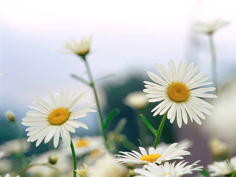 Delicate, yellow, sunny, green, bright, siempre, flowers, margaritas ...